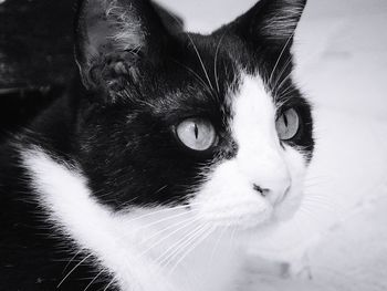 Close-up portrait of cat