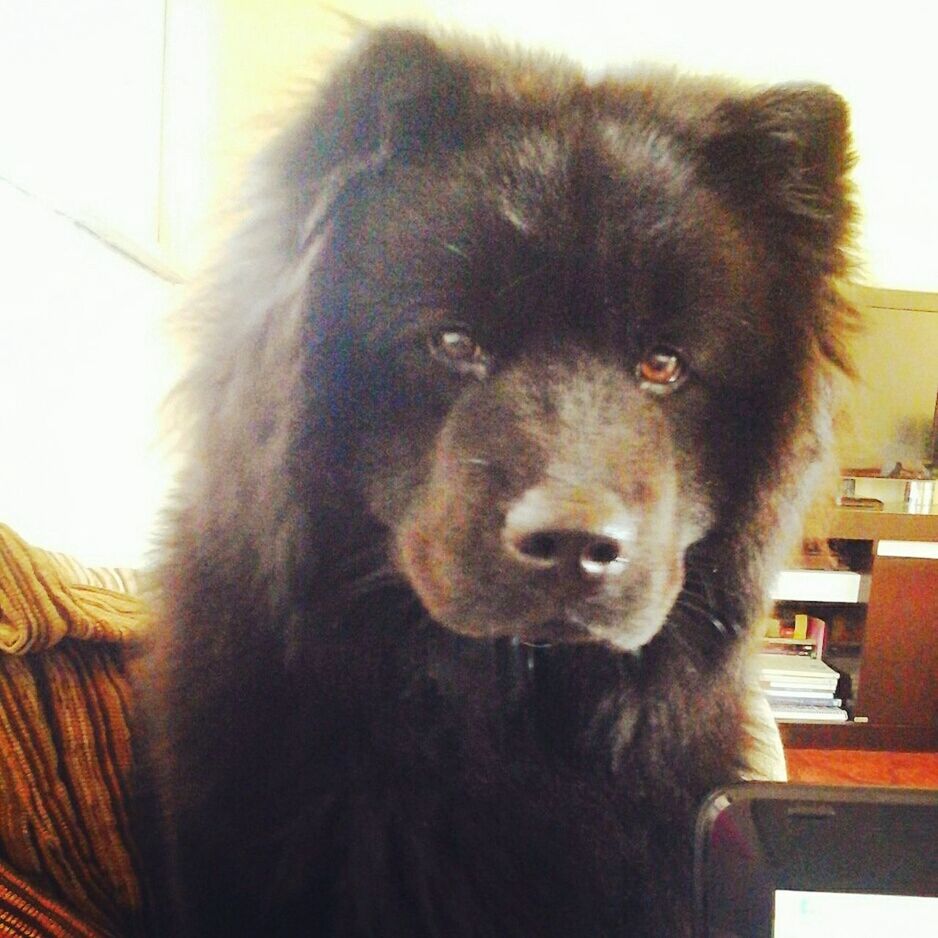 animal themes, one animal, domestic animals, mammal, pets, indoors, portrait, animal head, close-up, looking at camera, animal hair, dog, no people, front view, animal body part, focus on foreground, brown, day, zoology