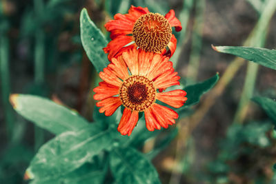 Close-up of orange flower