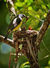 Bird feeding young ones in nest