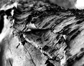 Close-up of tree trunk
