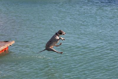 High angle view of dog jumping in lake