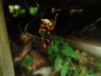 Close-up of spider on web