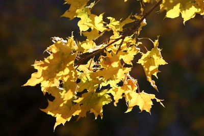 Close-up of yellow maple leaves