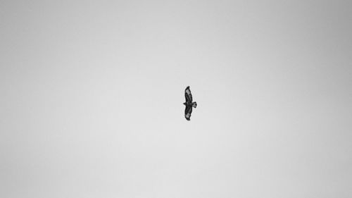 Low angle view of bird flying in sky