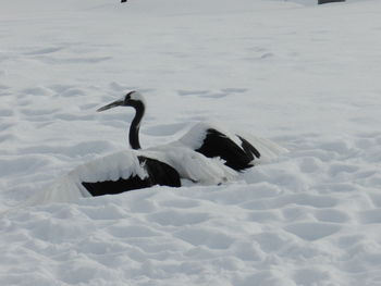 Swan on lake