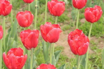 Close-up of poppies blooming in field