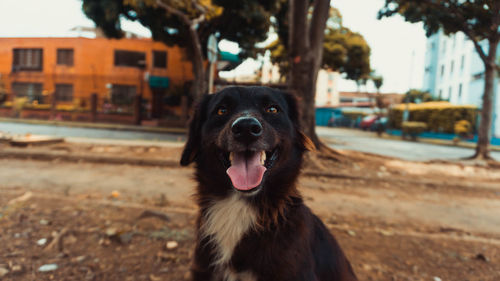 Close-up portrait of a dog