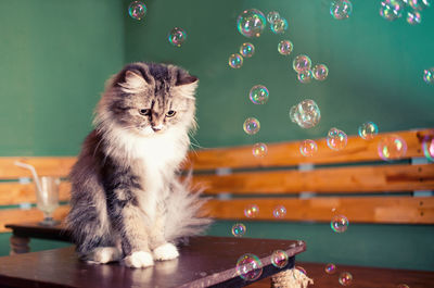 High angle view of cat on table
