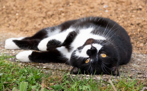 Close-up of a cat on field