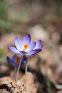 Close-up of purple crocus flower