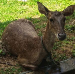 Portrait of deer in a field