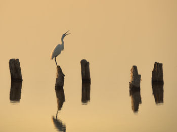 Birds perching on wooden posts in lake against sky during sunset