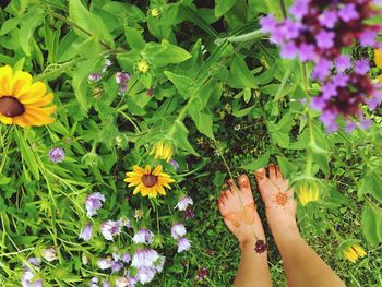 Low section of person standing on plants