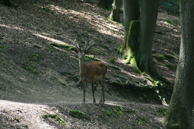 Deer standing in a forest