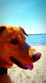 Close-up of dog on beach against clear sky