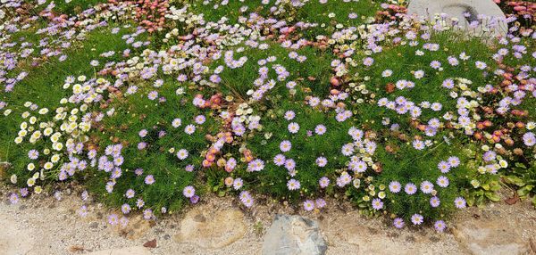 High angle view of pink flowering plants on field