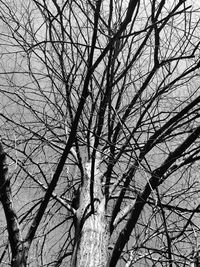 Low angle view of bare trees against sky