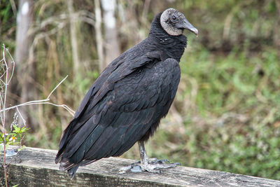 Close-up of bird perching on wood