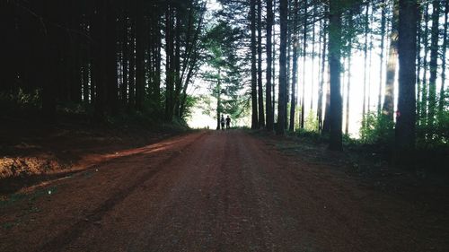 Road passing through forest