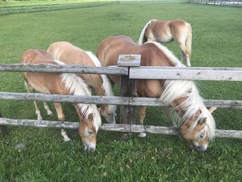 Horses in the field