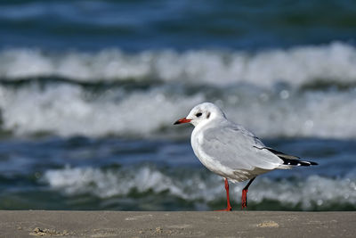 Seagull perching on a beach