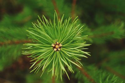 Close-up of pine tree