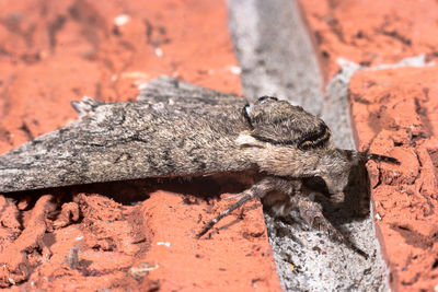 Close-up of insect on rock