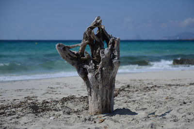 Driftwood on beach