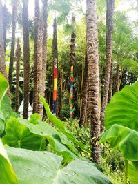 Plants and trees in forest