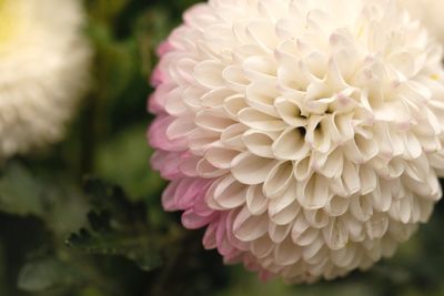 Close-up of pink dahlia