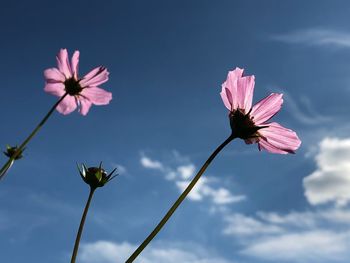 Close-up of cosmos blooming outdoors against sky