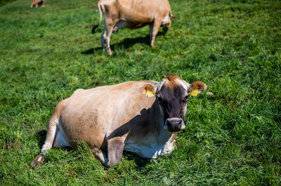 Cows around bachtel in hinwil switzerland