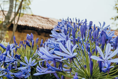 Close-up of purple flowering plants