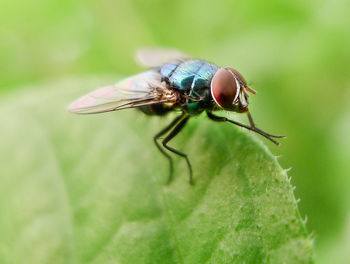 Close-up of fly on leaf