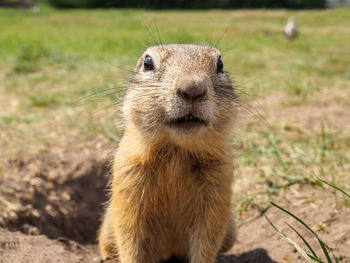 Close-up of squirrel on field