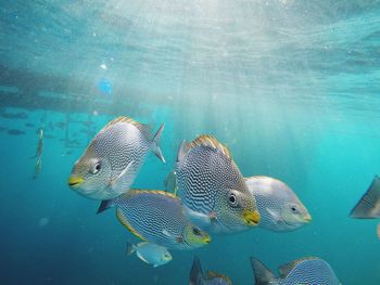 Fish swimming in undersea