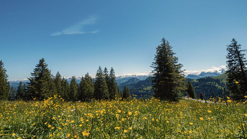 Yellow flowering plants on field against sky