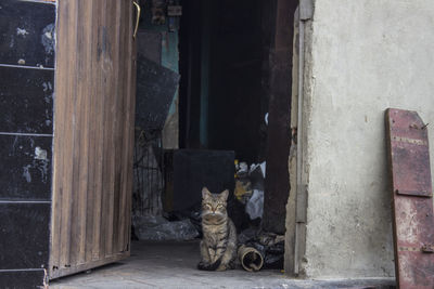 Stray cat sitting in doorway of abandoned building