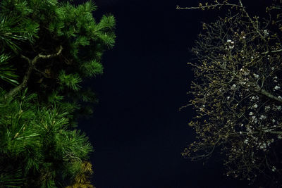 Low angle view of trees against sky at night