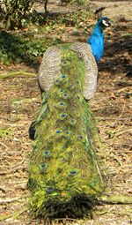 Close-up of a peacock