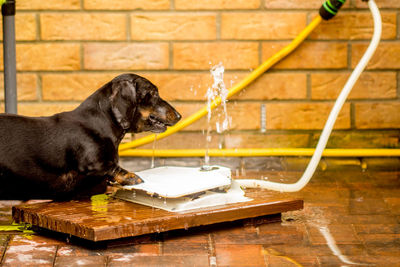 View of dog drinking water