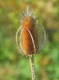 Close-up of thistle