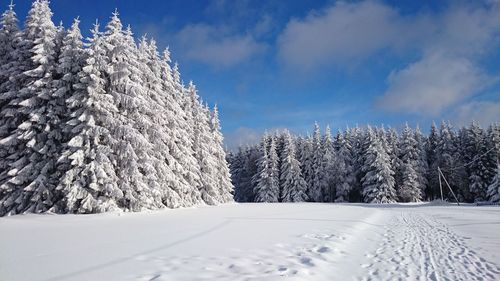 Close-up of snow covered trees against sky