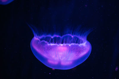 Close-up of jellyfish swimming in sea