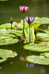 Lotus water lily in pond