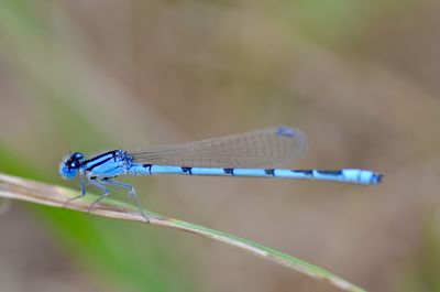 dragonflies and damseflies