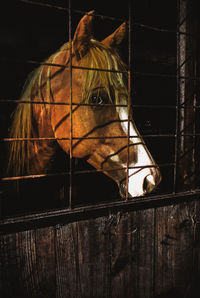 Horse in barn.  horse in stall.  close up head of horse in stall