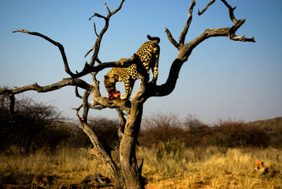 Cheetah eating prey on bare tree at forest