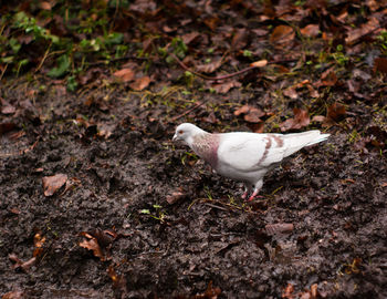 High angle view of pigeon on muddy field